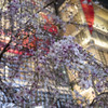 銀座の桜