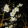 夜の梅林