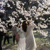 御苑の桜「高遠子彼岸桜」