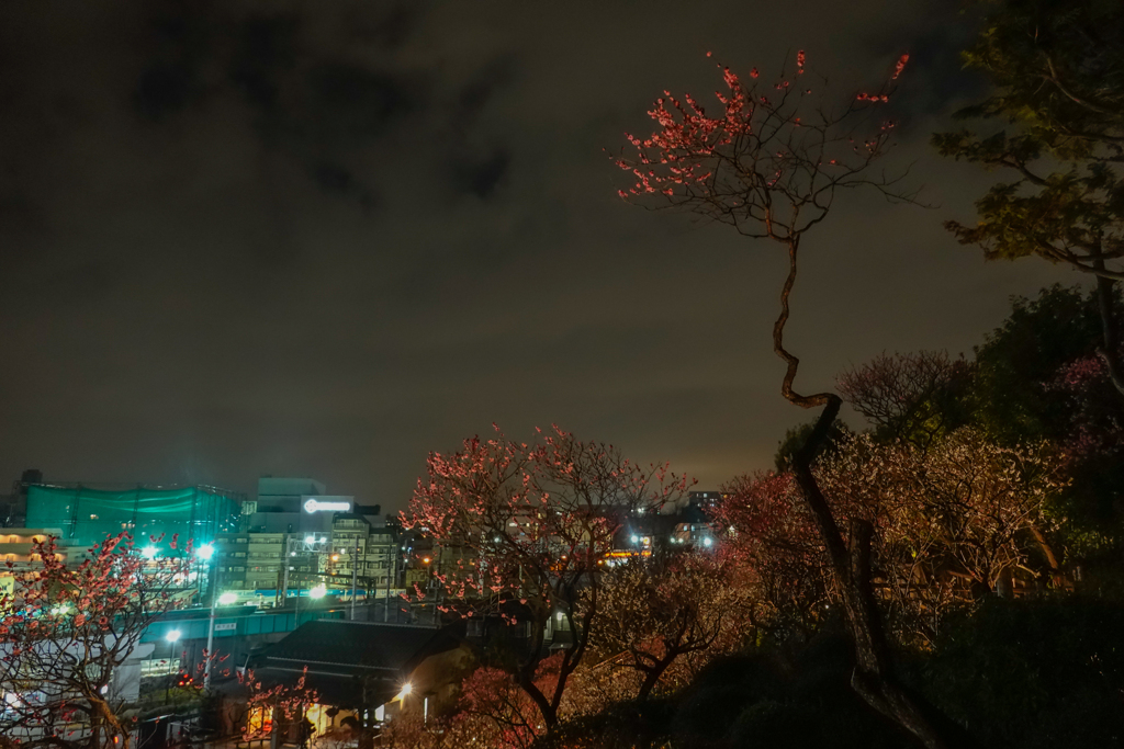 夜の梅林