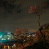 夜の梅林