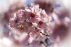 御苑の桜「陽光」