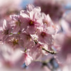 御苑の桜「陽光」
