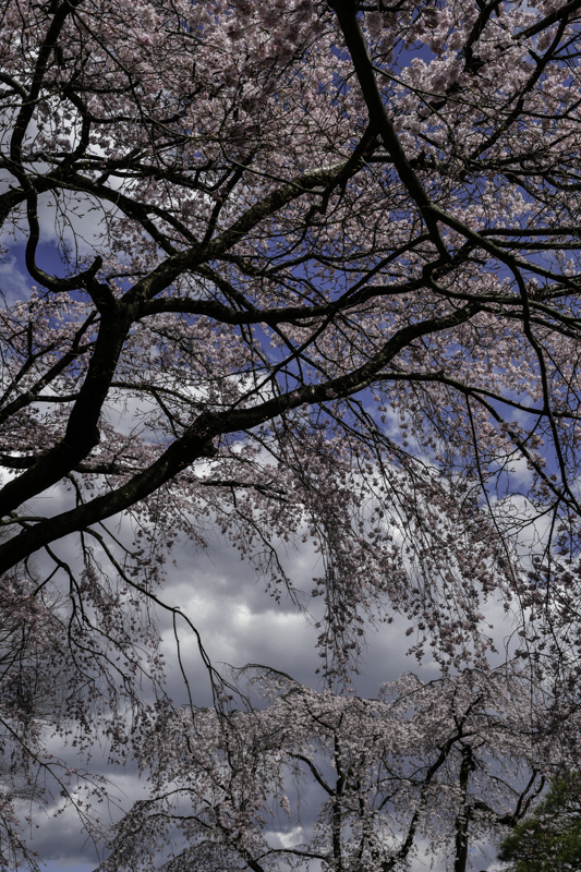 満開「しだれ桜」