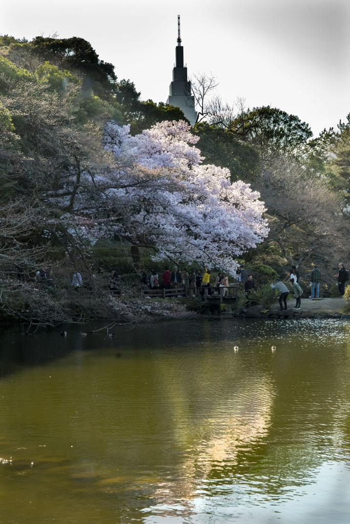 御苑の桜「高遠子彼岸桜」