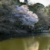 御苑の桜「高遠子彼岸桜」