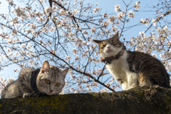 桜猫