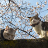 桜猫