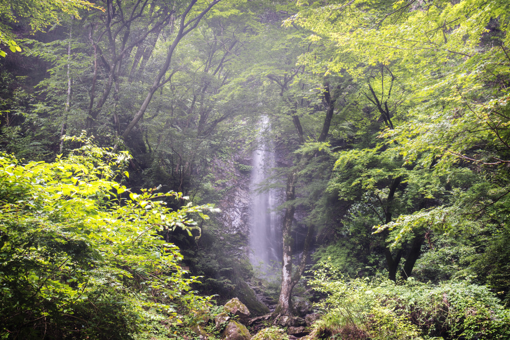 林間に響く