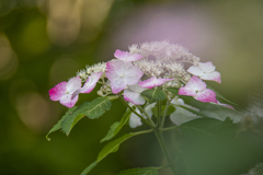 紫陽花