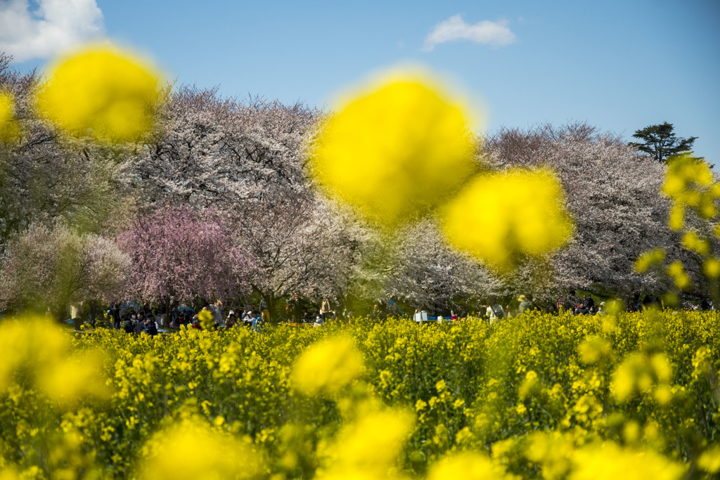 権現堂桜堤。