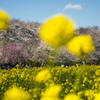 権現堂桜堤。