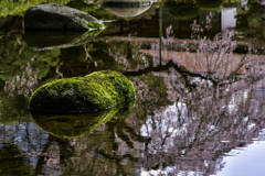 満開「しだれ桜」