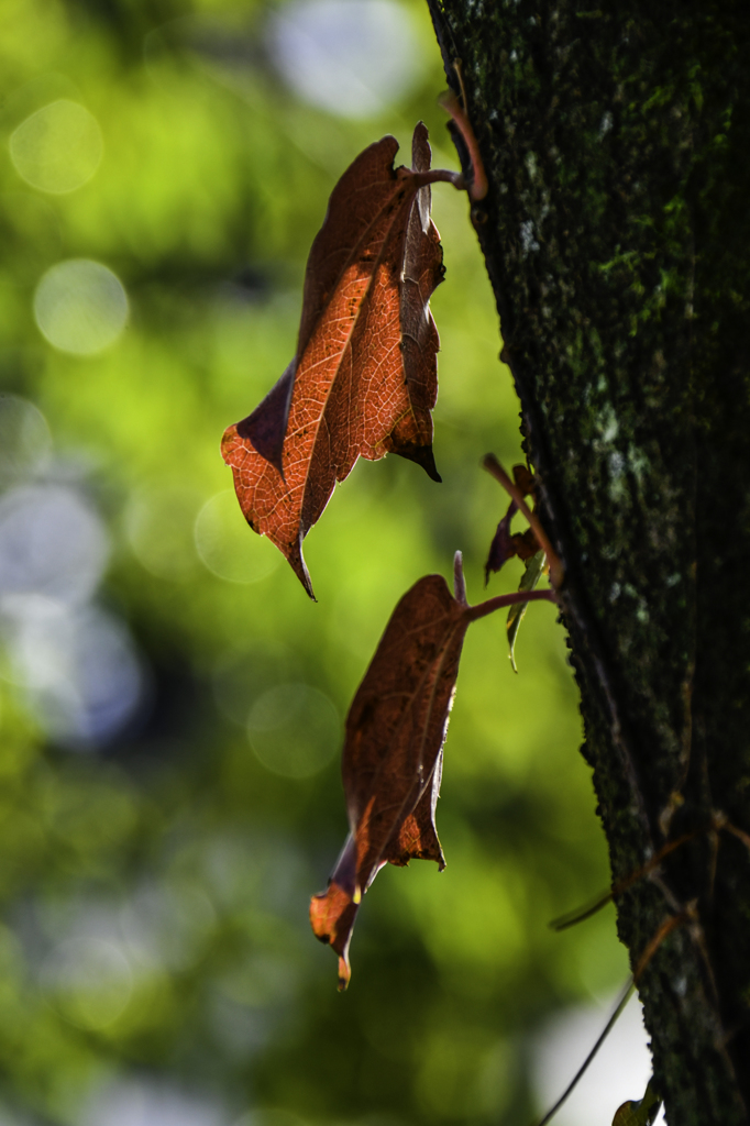 蔦紅葉