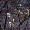 御苑の桜「大島桜」