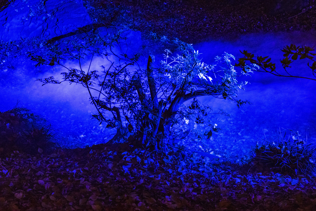 水香江「六義園」