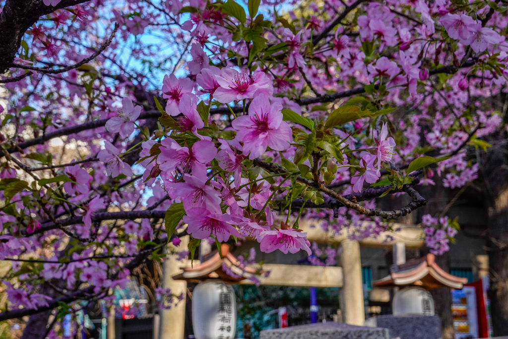 河津桜