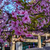 河津桜