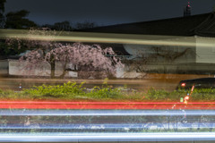 夜桜「皇居大手門」