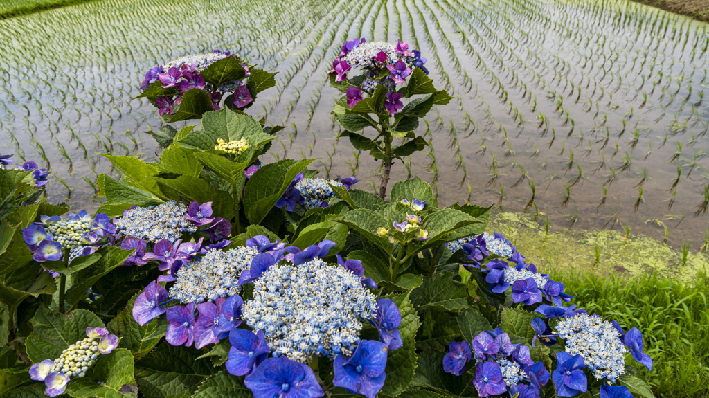 紫陽花農道「開成町」