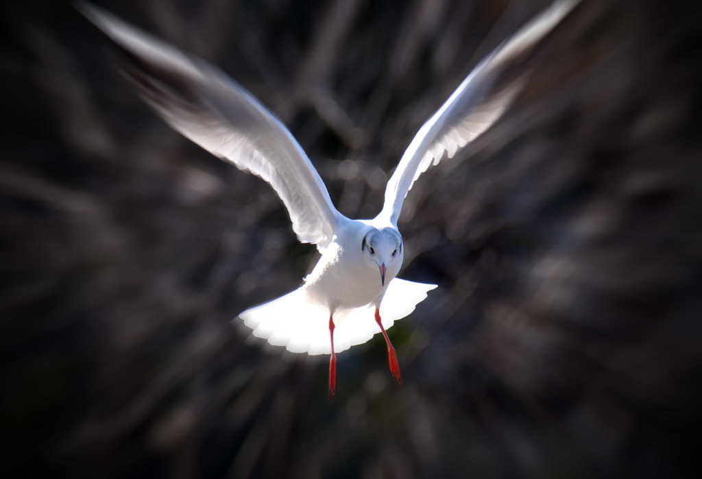 ユリカモメ