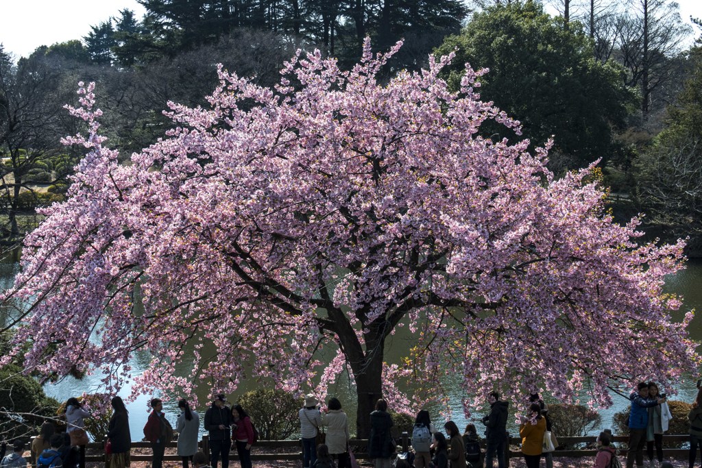 修善寺大寒桜