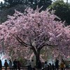 修善寺大寒桜