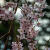 しだれ桜