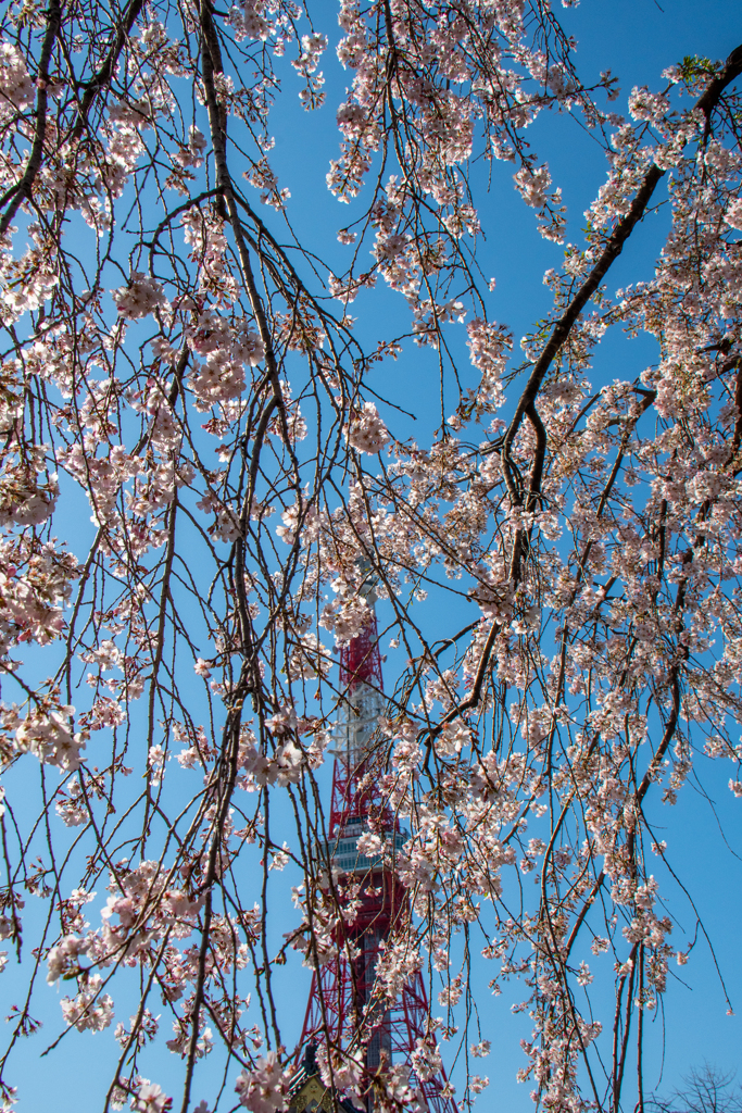 桜花に埋もれて
