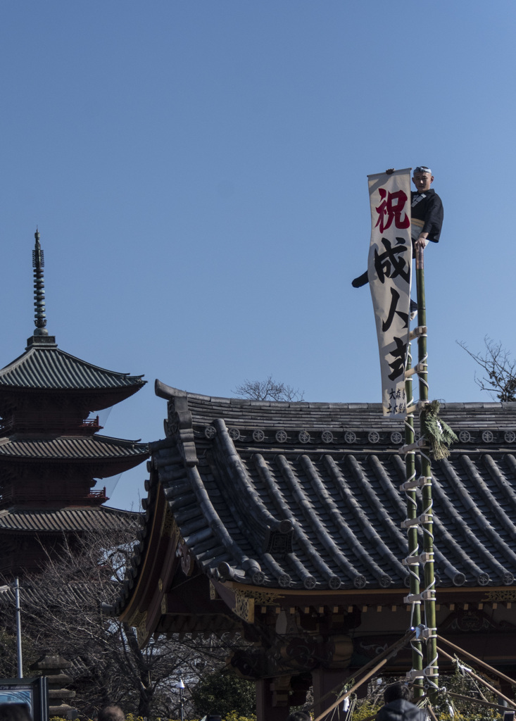 成人の日「はしご乗り」