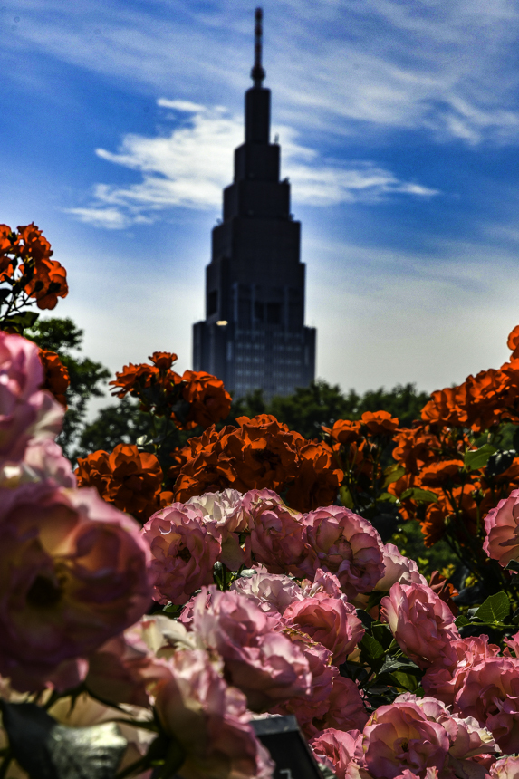 薔薇とドコモタワー