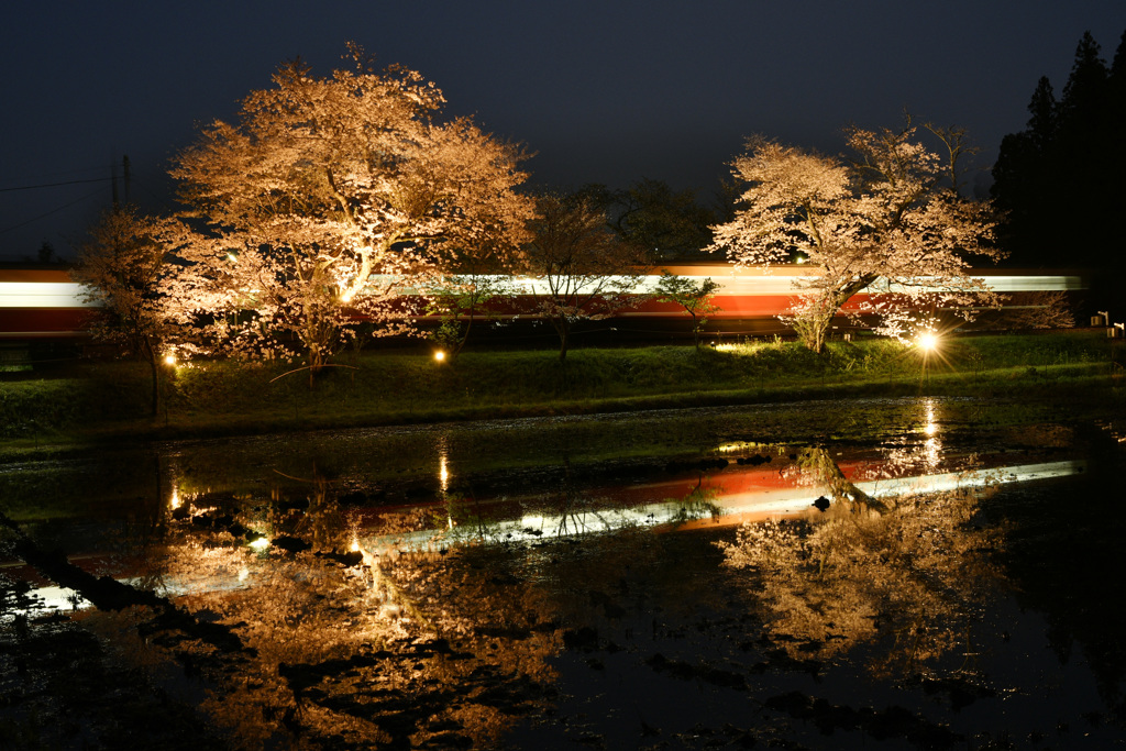 飯給の夜桜