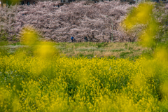 春の河川敷