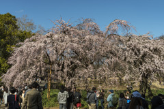 御苑の桜「枝垂桜」