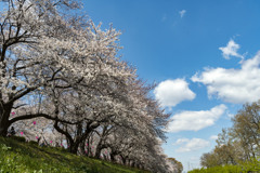 権現堂桜堤。