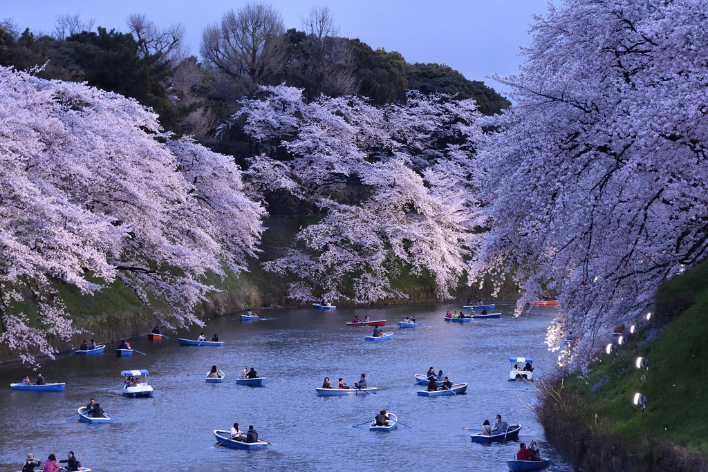 _夜桜「千鳥ヶ淵」