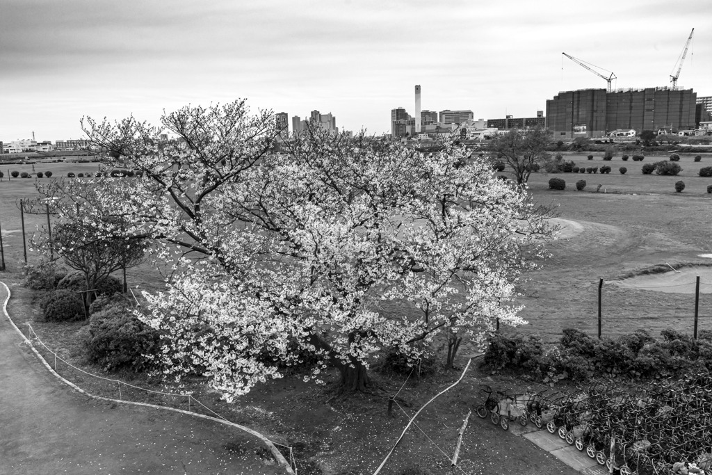 河川敷の一本桜