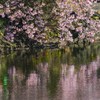 修善寺大寒桜