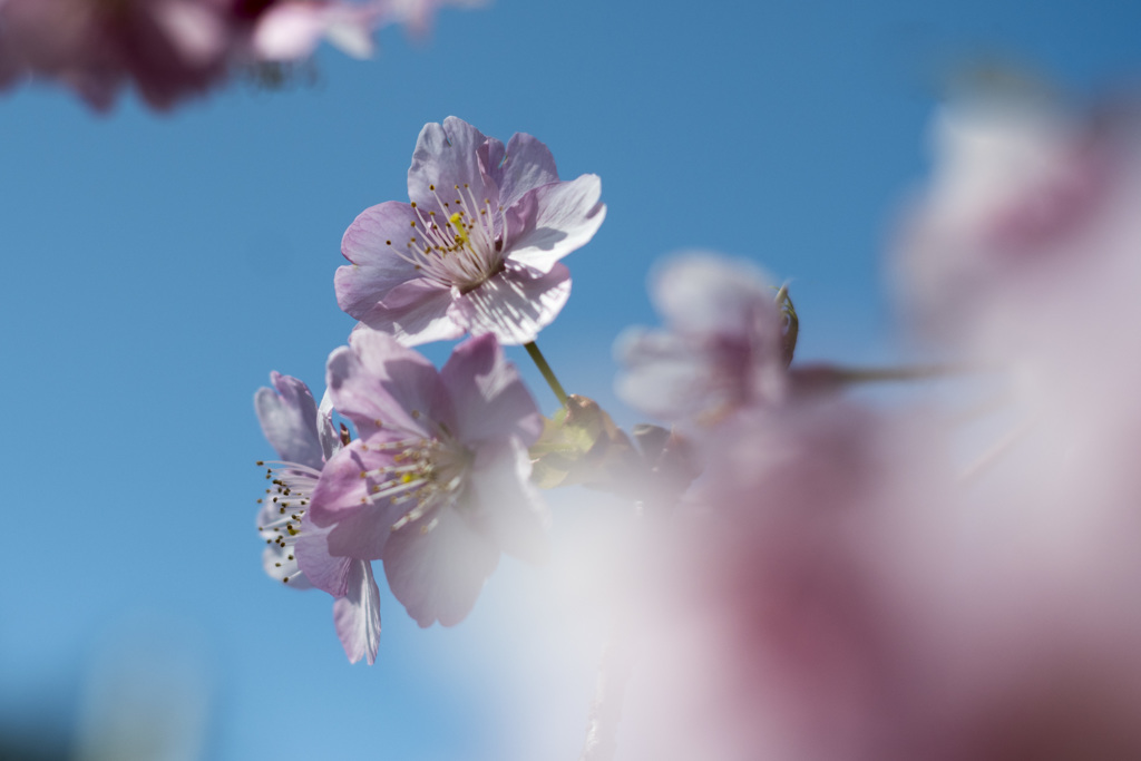 御苑の桜