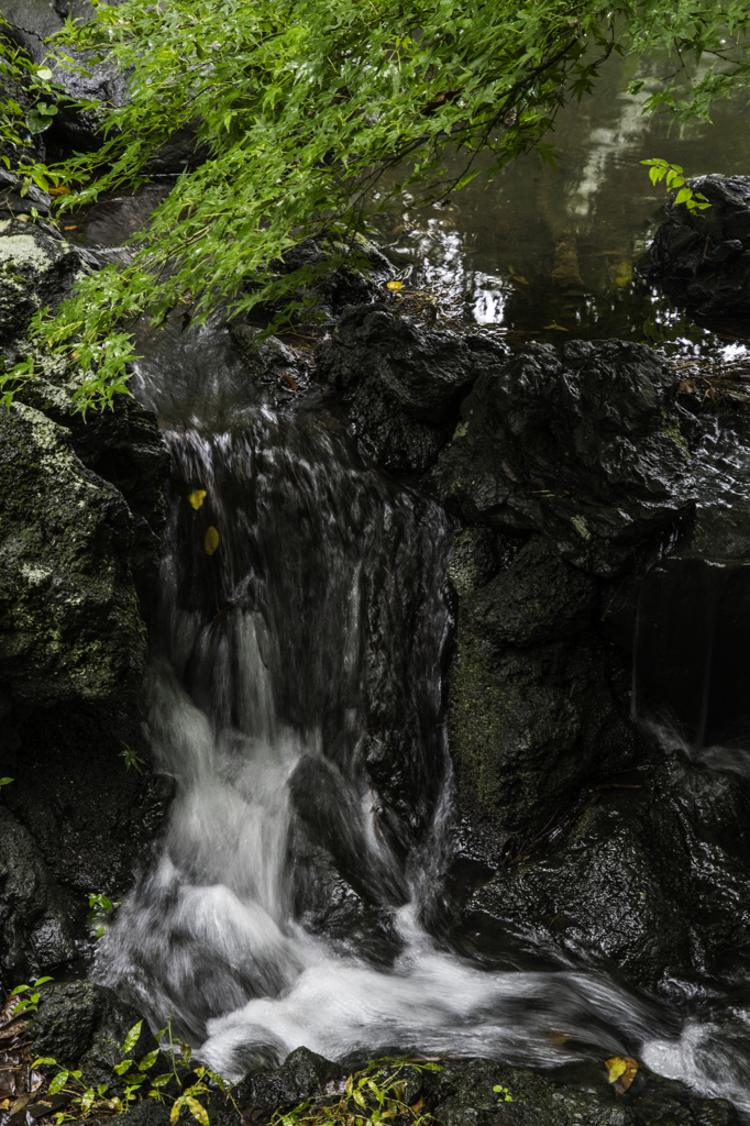 雨の御苑