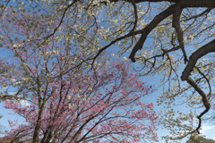 御苑の桜「大島桜&陽光」