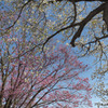 御苑の桜「大島桜&陽光」