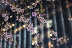 銀座の桜