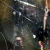 光彩「蜘蛛の糸」