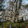 権現堂桜堤。