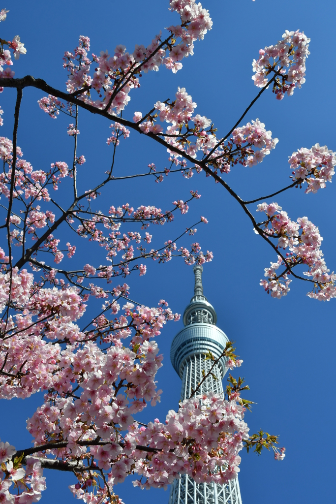 河津桜咲く