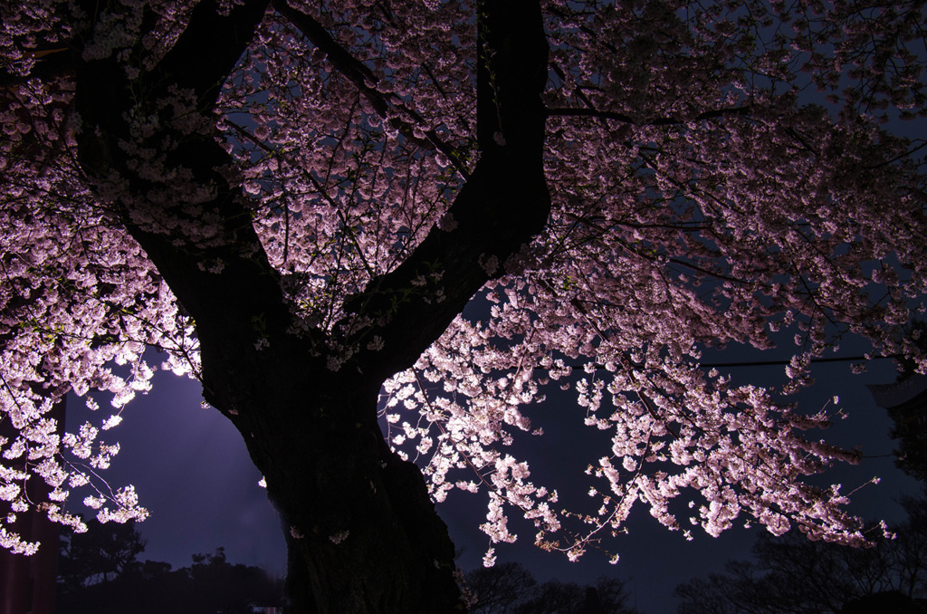 夜桜