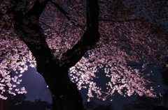 夜桜