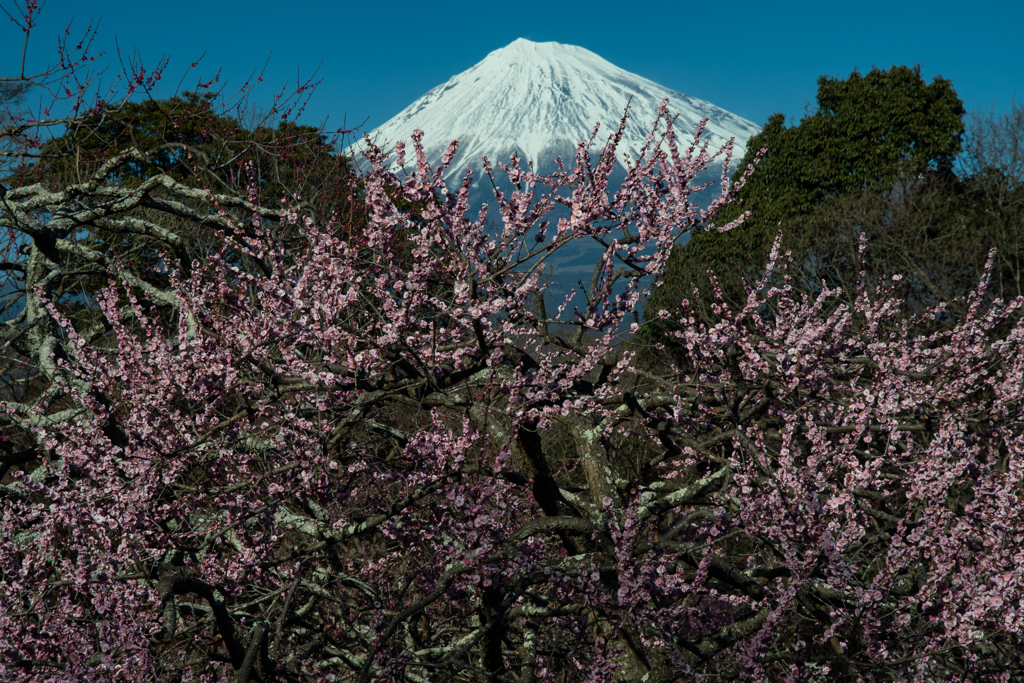 富士山の日「岩本山梅林」