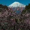 富士山の日「岩本山梅林」